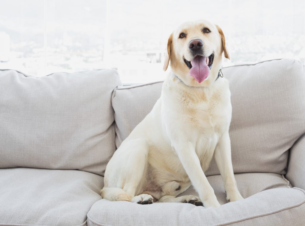 Tips for Entertaining In a Home With Pets