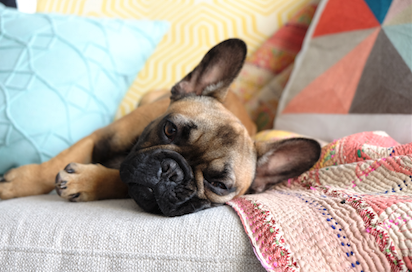 The Best Dog Breeds to Own in an Apartment Home